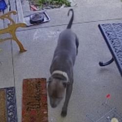 Found/Stray Unknown Dog last seen Marshall Rd and Crawford Ave, across from soccer field, Lansdowne, PA 19050