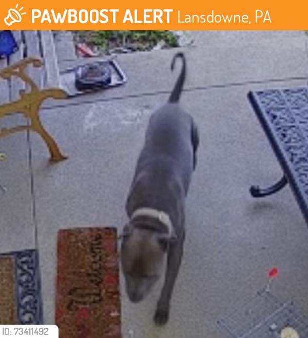 Found/Stray Unknown Dog last seen Marshall Rd and Crawford Ave, across from soccer field, Lansdowne, PA 19050