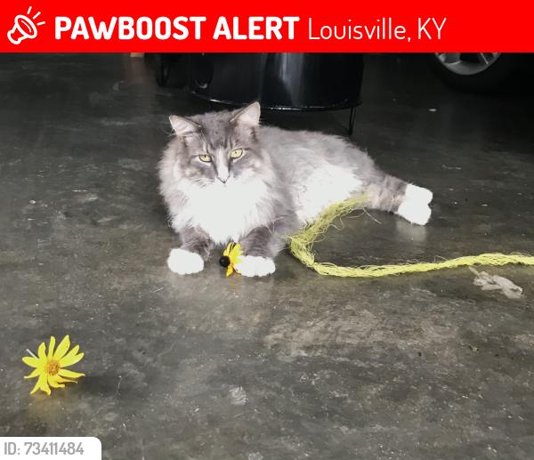 Lost Female Cat last seen Tamerlane Rd and Tamerlane Ct, Louisville, KY 40207