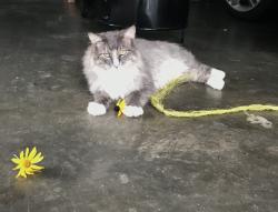 Lost Female Cat last seen Tamerlane Rd and Tamerlane Ct, Louisville, KY 40207