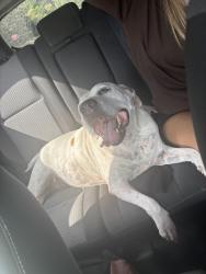 Found/Stray Female Dog last seen Castleberry road, Cumming, GA 30040