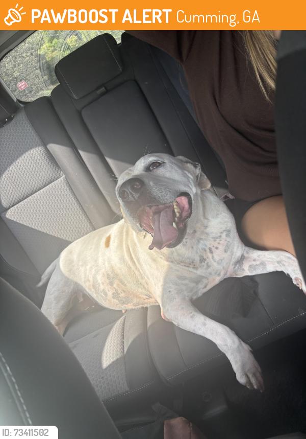 Found/Stray Female Dog last seen Castleberry road, Cumming, GA 30040