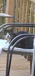 Found/Stray Unknown Cat last seen Glenmorgan ln near children's park, Raleigh, NC 27616