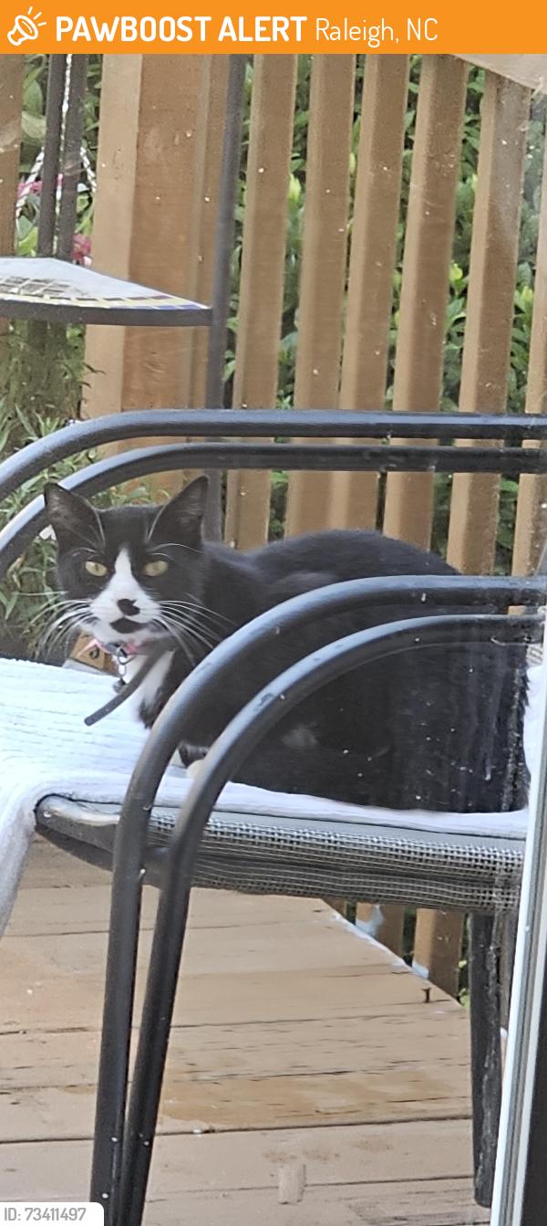 Found/Stray Unknown Cat last seen Glenmorgan ln near children's park, Raleigh, NC 27616