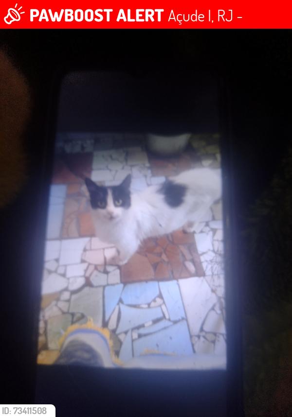 Lost Female Cat last seen Avenida Francisco Antônio Francisco 460, Açude I, RJ 27276-000