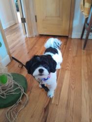 Reunited Male Dog last seen Lyndale Ave and Fairview park, Minneapolis, MN 55411