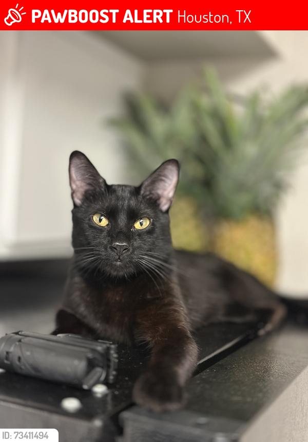 Lost Male Cat last seen A Gessner Rd, and Harwin Dr, Houston, TX 77036