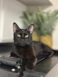 Lost Male Cat last seen A Gessner Rd, and Harwin Dr, Houston, TX 77036