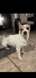Lost Female Dog last seen Near and Paraiso Dr, Surprise, AZ 85387