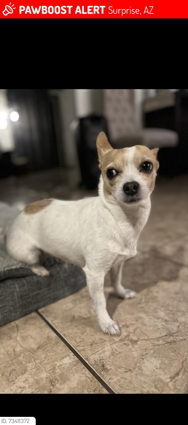 Lost Female Dog last seen Near and Paraiso Dr, Surprise, AZ 85387