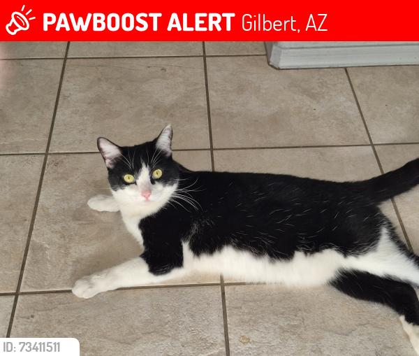 Lost Female Cat last seen Warner Ray road, Gilbert, AZ 85233