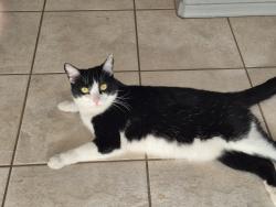 Lost Female Cat last seen Warner Ray road, Gilbert, AZ 85233