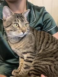 Reunited Male Cat last seen on howard ave between s lime st and n shippen st, Lancaster, PA 17602