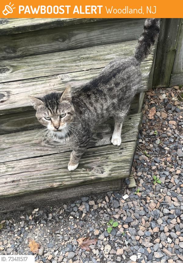 Found/Stray Male Cat last seen Panama Road area, Woodland, NJ 08019