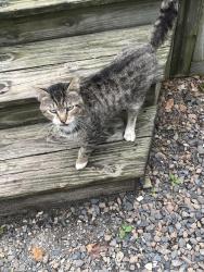 Found/Stray Male Cat last seen Panama Road area, Woodland, NJ 08019