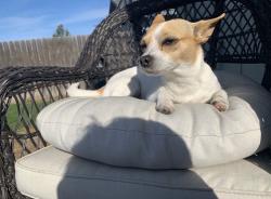 Lost Female Dog last seen W Paraiso Dr and 182nd, Surprise, AZ 85387