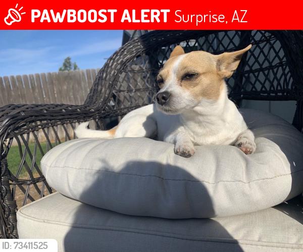 Lost Female Dog last seen W Paraiso Dr and 182nd, Surprise, AZ 85387