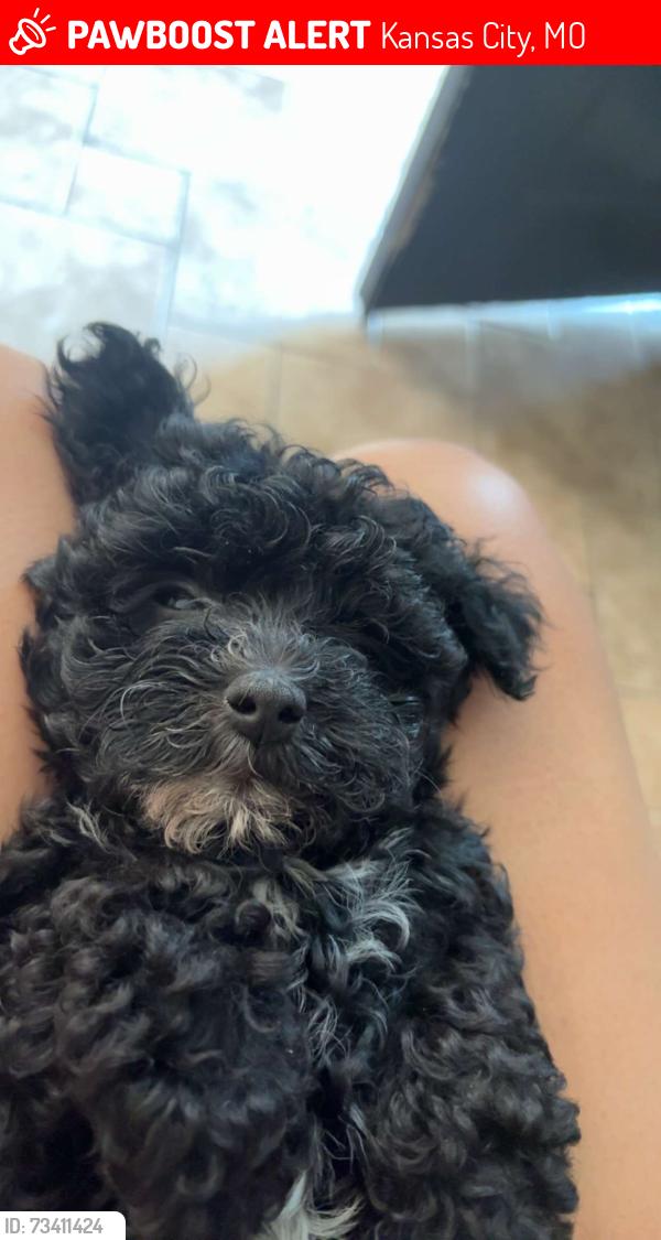 Lost Female Dog last seen Robert’s st & Thompson Ave, Kansas City, MO 64124