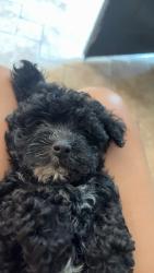 Lost Female Dog last seen Robert’s st & Thompson Ave, Kansas City, MO 64124