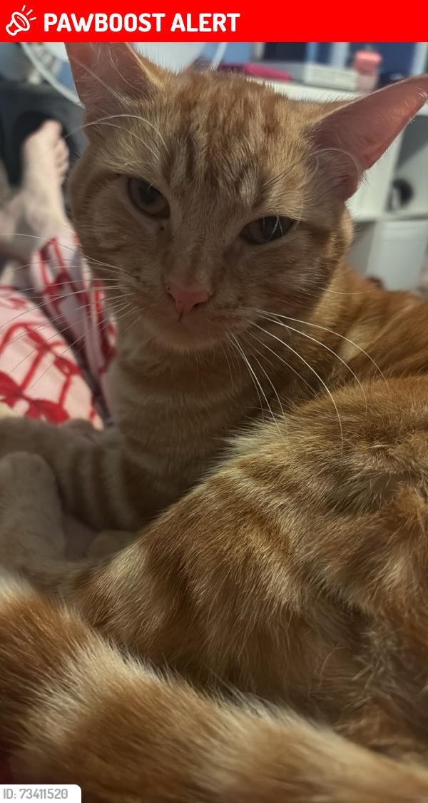 Lost Male Cat last seen Coldbrook road, Vale of Glamorgan, Wales 