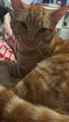 Lost Male Cat last seen Coldbrook road, Vale of Glamorgan, Wales 
