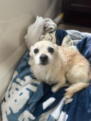 Found/Stray Female Dog last seen Austin Rd, Manteca, CA 95337
