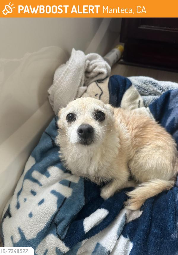 Found/Stray Female Dog last seen Austin Rd, Manteca, CA 95337