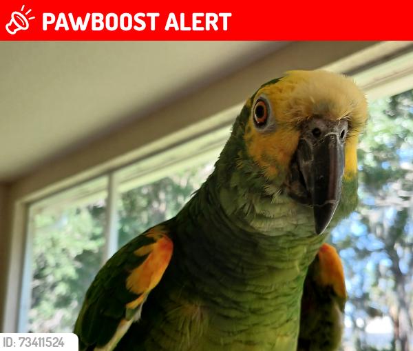 Lost Male Bird last seen 165th Road, Palm Beach County, FL 33478