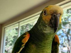 Lost Male Bird last seen 165th Road, Palm Beach County, FL 33478