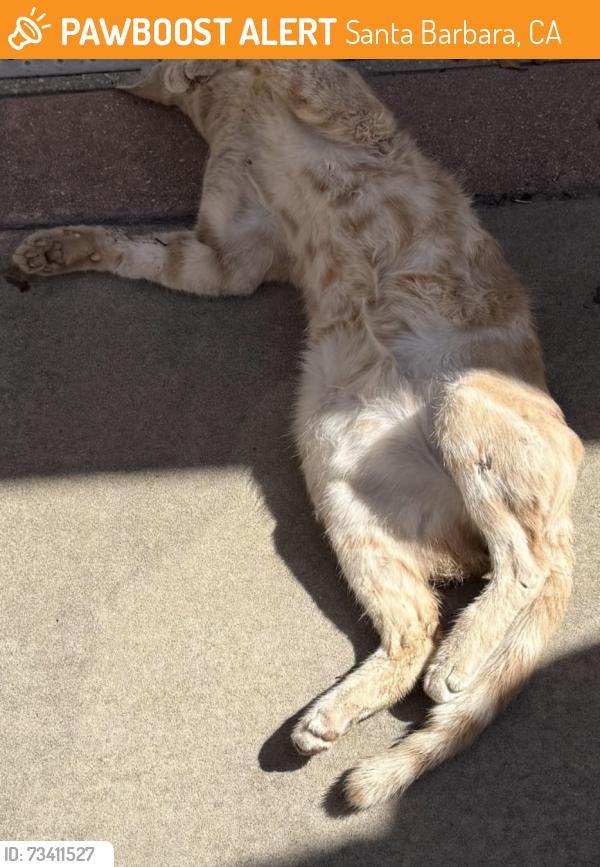 Found/Stray Unknown Cat last seen Near N La Cumbre Rd, by Trinity Evangelical Lutheran Church, Santa Barbara, CA 93110