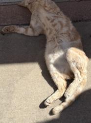 Found/Stray Unknown Cat last seen Near N La Cumbre Rd, by Trinity Evangelical Lutheran Church, Santa Barbara, CA 93110
