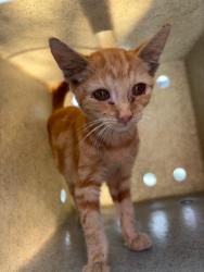 Shelter Stray Female Cat last seen , 4275 Elton St, Baldwin Park, CA 91706, USA