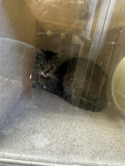 Shelter Stray Unknown Cat last seen HARRIS AVE & KNIGHTLINGER ST, 2127 Front St, Sacramento, CA 95818, USA