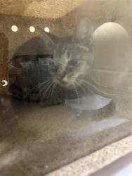 Shelter Stray Unknown Cat last seen HARRIS AVE & KNIGHTLINGER ST, 2127 Front St, Sacramento, CA 95818, USA