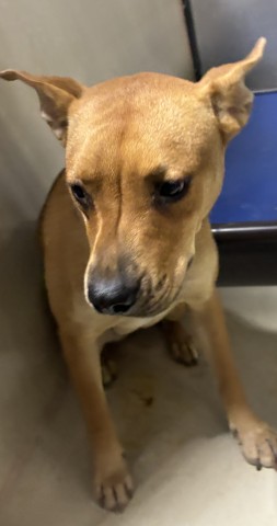 Shelter Stray Female Dog last seen Near 58 HWY, BAKERSFIELD CA 93307, 3951 Fruitvale Ave, Bakersfield, CA 93308, USA