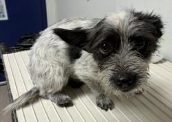 Shelter Stray Female Dog last seen Near 58 HWY, BAKERSFIELD CA 93307, 3951 Fruitvale Ave, Bakersfield, CA 93308, USA