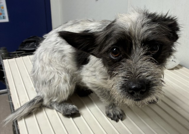Shelter Stray Female Dog last seen Near 58 HWY, BAKERSFIELD CA 93307, 3951 Fruitvale Ave, Bakersfield, CA 93308, USA