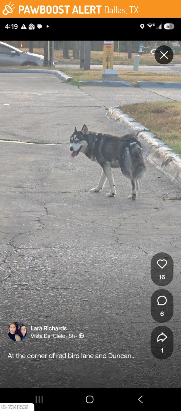 Found/Stray Unknown Dog last seen Intersection of red bird lane and wheatland rd at gas station, Dallas, TX 75241