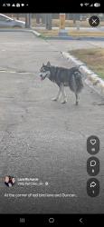 Found/Stray Unknown Dog last seen Intersection of red bird lane and wheatland rd at gas station, Dallas, TX 75241