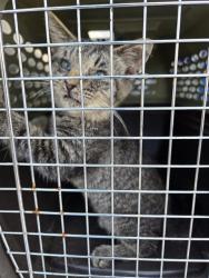 Shelter Stray Unknown Cat last seen Near BLOCK N LAFAYETTE ST SHELBY, NC 28150, 1601 Airport Rd, Shelby, NC 28150, USA