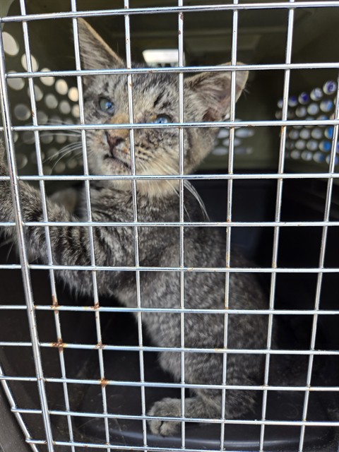 Shelter Stray Unknown Cat last seen Near BLOCK N LAFAYETTE ST SHELBY, NC 28150, 1601 Airport Rd, Shelby, NC 28150, USA