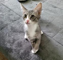 Shelter Stray Male Cat last seen Near BLOCK S STANTON DR, WEST VALLEY CITY UT 84120, 4522 W 3500 S, West Valley City, UT 84120, USA