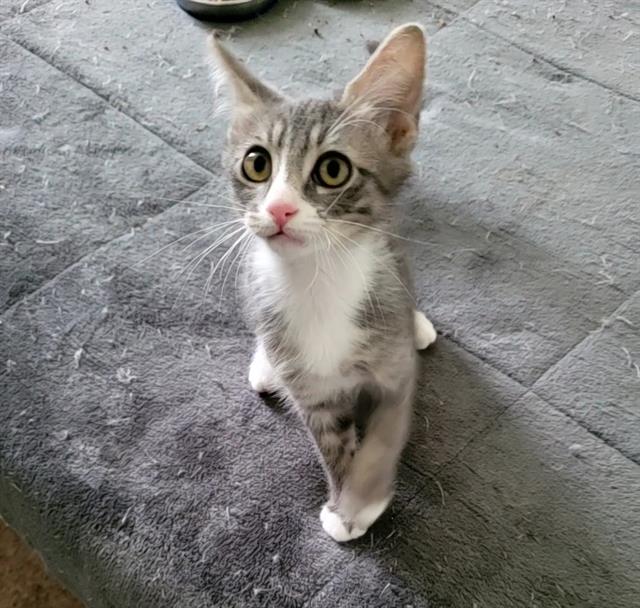 Shelter Stray Male Cat last seen Near BLOCK S STANTON DR, WEST VALLEY CITY UT 84120, 4522 W 3500 S, West Valley City, UT 84120, USA
