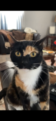 Lost Female Cat last seen Portland blvd Portland TN, Portland, TN 37148