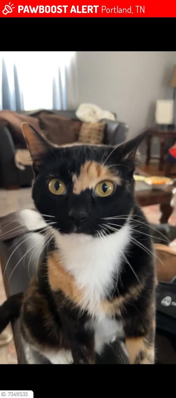 Lost Female Cat last seen Portland blvd Portland TN, Portland, TN 37148