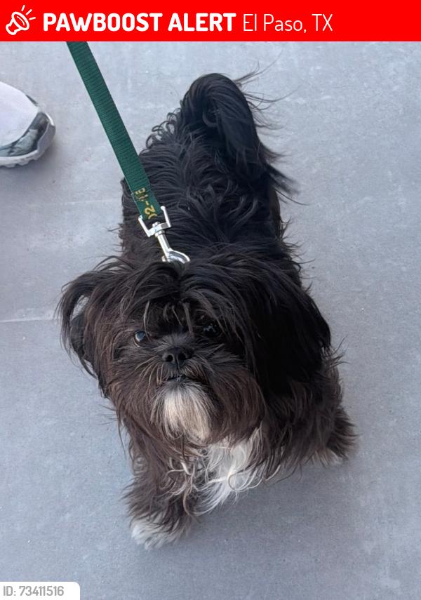 Lost Male Dog last seen Blaeu Dr 79938, El Paso, TX 79938