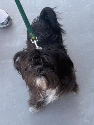 Lost Male Dog last seen Blaeu Dr 79938, El Paso, TX 79938