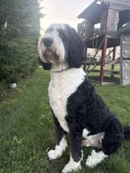 Lost Male Dog last seen Loch ash reservoir, Ambler, PA 19002