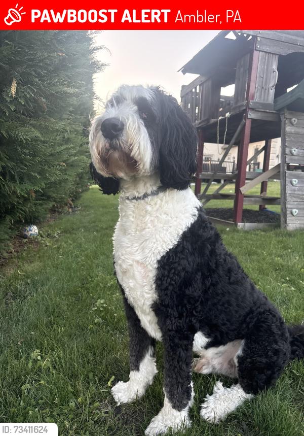 Lost Male Dog last seen Loch ash reservoir, Ambler, PA 19002