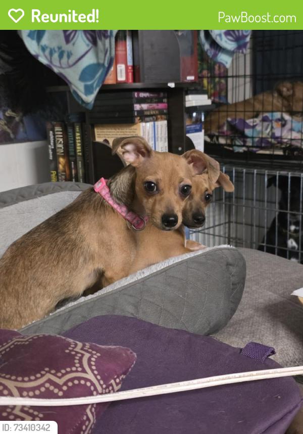 Reunited Female Dog last seen Near E Baseline Rd, Mesa, AZ 85206, USA, Mesa, AZ 85206